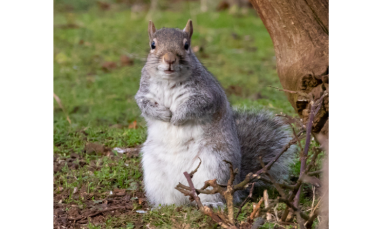 squirrel